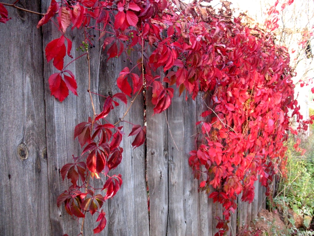 Дикий виноград на заборе фото листья